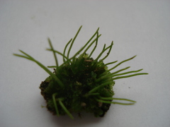 Anthoceros punctatus