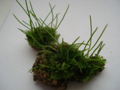 Anthoceros punctatus