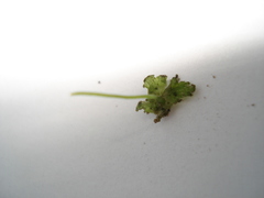 Anthoceros punctatus