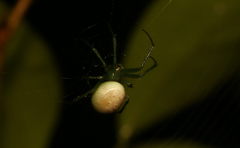 Araneus viridisomus