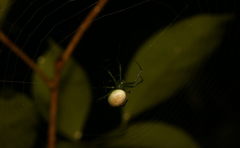 Araneus viridisomus