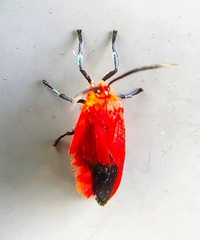 Phauda flammans
