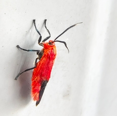 Phauda flammans