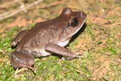 Leptobrachium