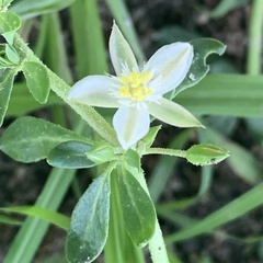 Glinus oppositifolius