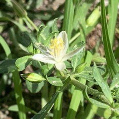 Glinus oppositifolius