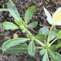 Glinus oppositifolius