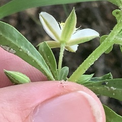 Glinus oppositifolius