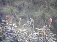 Carpodacus rodochroa