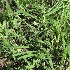 Glinus oppositifolius