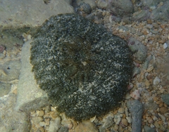 Actinostella flosculifera