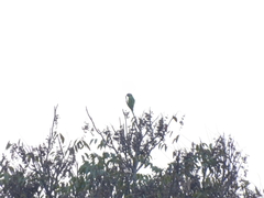 Psittacula alexandri fasciata