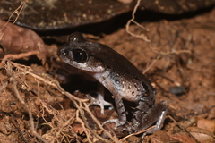 Leptobrachium