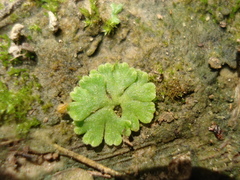 Riccia glauca