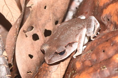 Leptobrachium