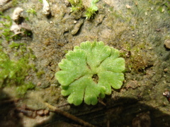 Riccia glauca