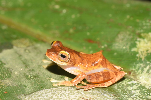 Leptomantis gauni