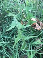 Taraxacum officinale