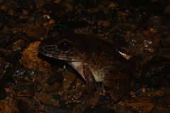 Limnonectes leporinus