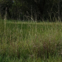 Bothriochloa decipiens