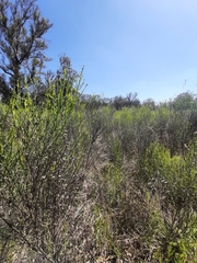 Baccharis notosergila