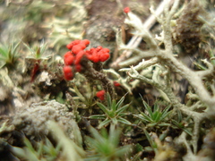 Cladonia coccifera