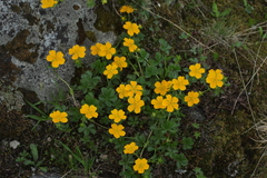 Potentilla ruprechtii