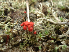 Cladonia coccifera