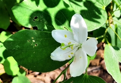 Bauhinia acuminata