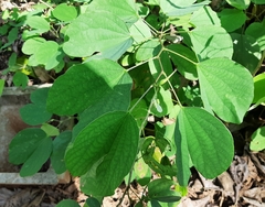 Bauhinia acuminata