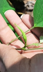 Bauhinia acuminata