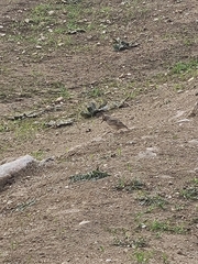 Galerida cristata