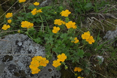Potentilla ruprechtii