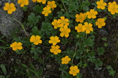 Potentilla ruprechtii