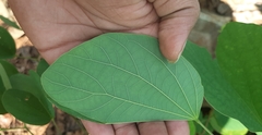 Bauhinia acuminata