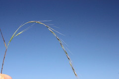 Microlaena stipoides stipoides