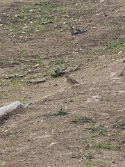 Galerida cristata