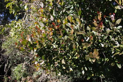 Muellerina flexialabastra