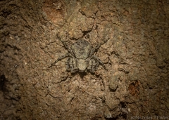 Stephanopis carcinoides