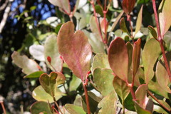 Muellerina flexialabastra