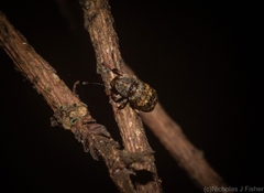 Erichsonocis