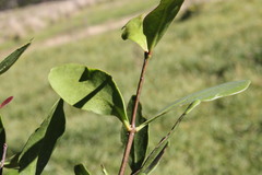 Muellerina flexialabastra