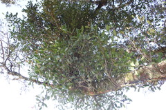 Muellerina flexialabastra