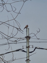Falco tinnunculus