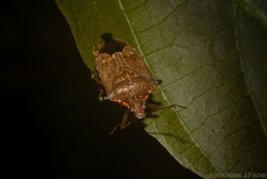 Montrouzierellus