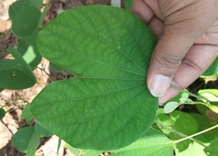 Bauhinia acuminata