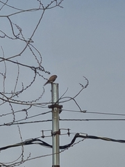 Falco tinnunculus