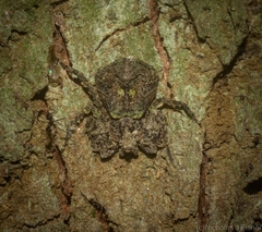 Stephanopis carcinoides