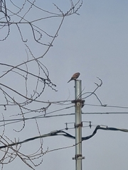 Falco tinnunculus