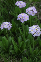 Primula auriculata